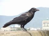 800px-Carrioncrow20090612